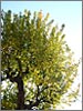 �g�t